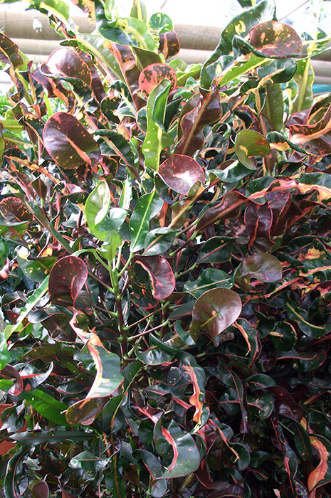Кротон (кодиеум) как комнатное растение, окраска листьев кротона (кодиеума)
