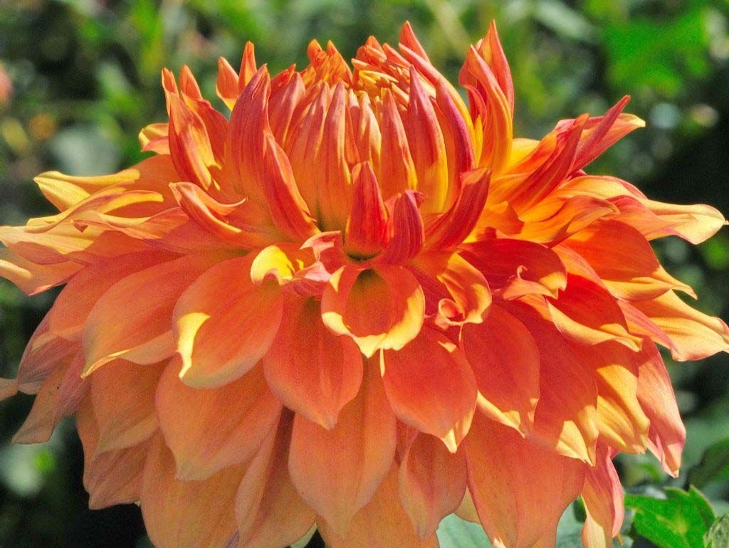 Оранжевый цветок георгины