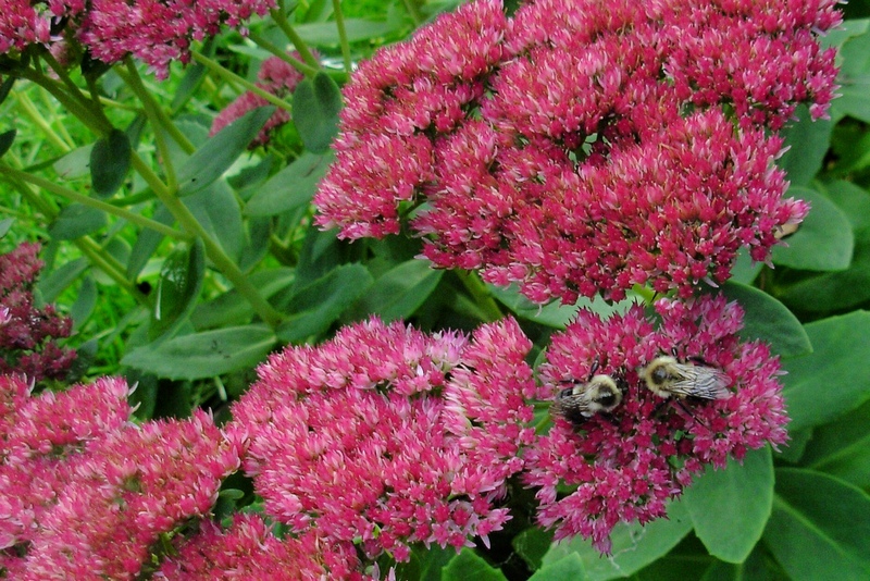 Sedum spectabile