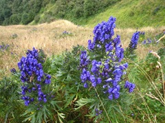 Aconitum x hybridum