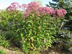 Eupatorium purpureum