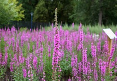 Lythrum salicaria