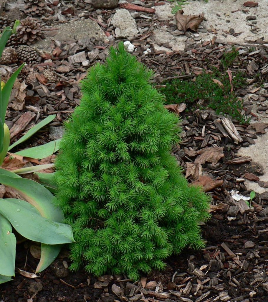 Ель сизая, или канадская (Picea glauca) посаженная весной