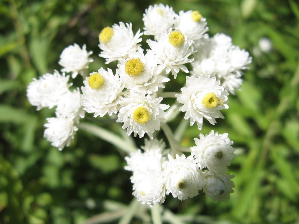 pearly_everlasting_flowers_closeup_01