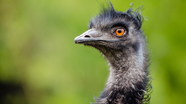 Emu