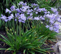 Agapanthus praecox ssp. minimus 