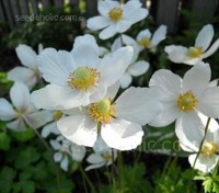 Affectionately known as the Snowdrop Anemone, Anemone sylvestris is a charming perennial with satiny white flowers.