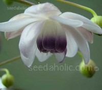Anemonopsis macrophylla is one of the most beautiful and elegant plants that you could wish for. 