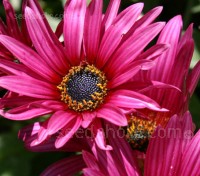 Easily raised from seed, Arctotis deserve a prominent position in any garden. 