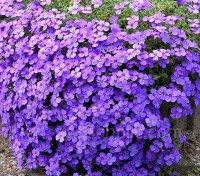 Aubrieta hybrida 