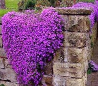 Aubrieta ‘Whitewell Gem’ has a ground-hugging habit and freely produces large, intense reddish-purple flowers.for several months.