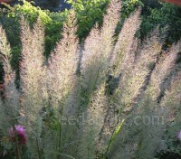 Calamagrostis brachytricha is well suited to perennial herbaceous borders and naturalistic planting schemes