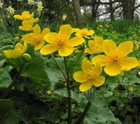 Caltha palustris is believed to be one of our most ancient native plants.