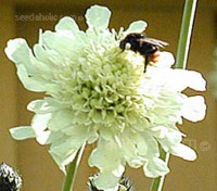 Cephalaria gigantea have very pretty pale butter-yellow scabious shape flowers. 