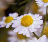 Chamaemelum nobile, the perennial Roman Chamomile. Use for both scented chamomile lawns and for home remedy uses
