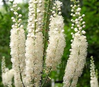 Cimicifuga racemosa var. cordifolia displays impressive long racemes of chalky-white blooms that resemble fluffy candles. 