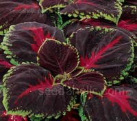 Kong Red - Kong is grown for its outstanding foliage colours