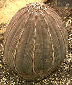 Euphorbia obesa