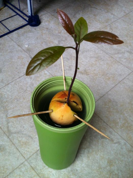 Вырастить авокадо из косточки дома