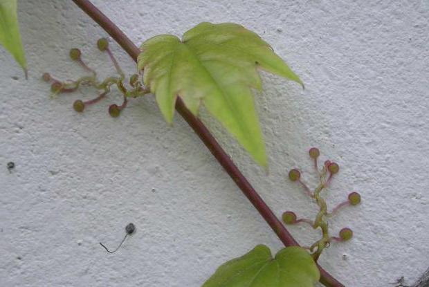 Девичий виноград размножение черенками осенью плюсы и минусы способа