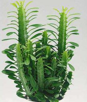 euphorbia trigona