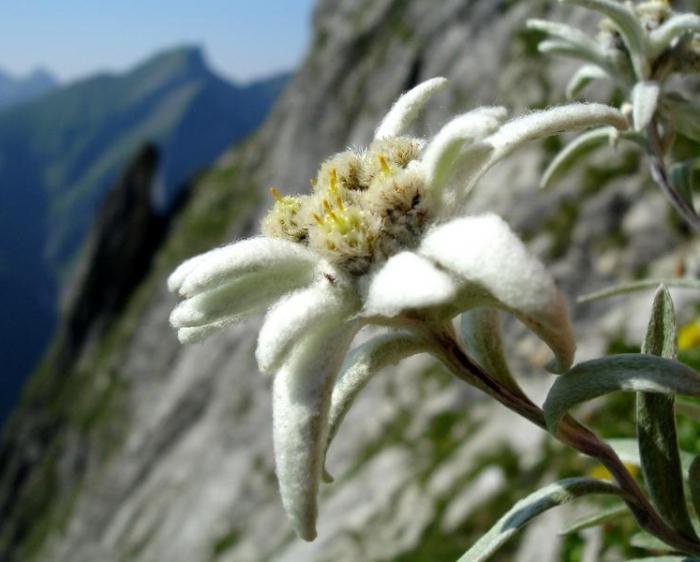 горный цветок эдельвейс