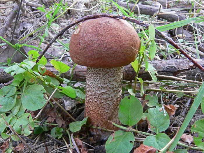 гриб красноголовик фото и описание 
