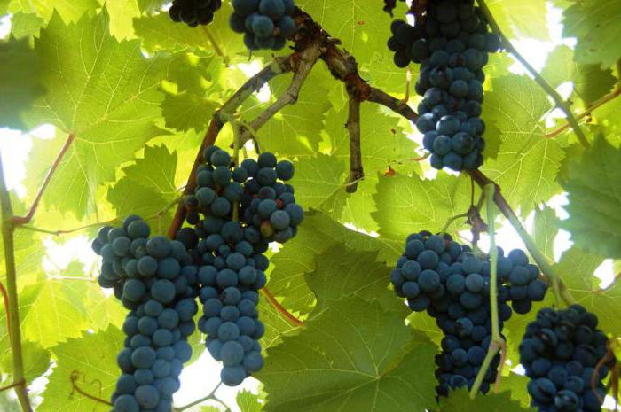  неукрывной виноград для подмосковья