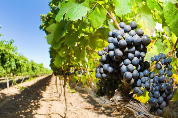 неукрывные сорта винограда для подмосковья