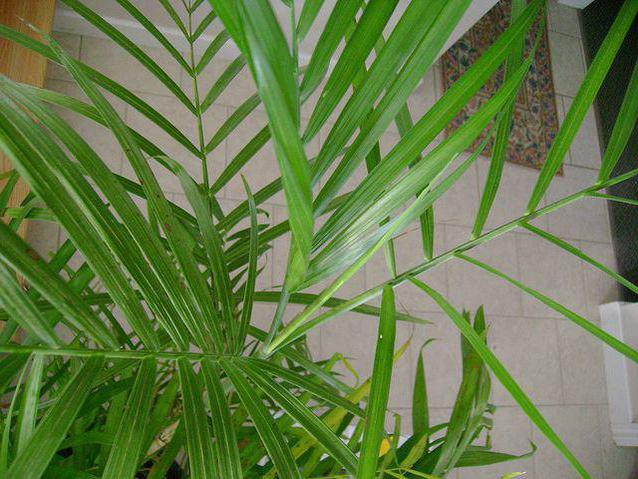 бамбуковая пальма уход в домашних условиях фото
