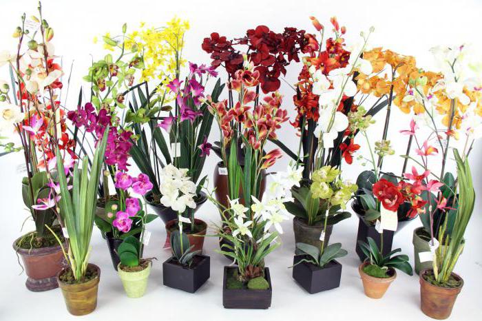 как часто поливать орхидею фаленопсис