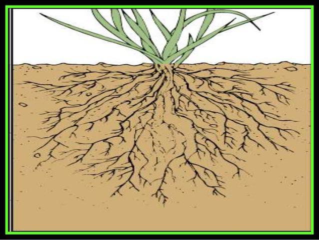 какие растения имеют мочковатую корневую систему 