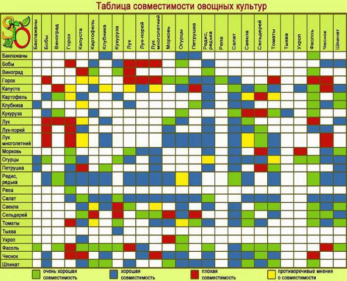 совместимость растений на огороде таблица