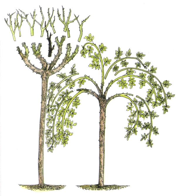 штамбовое малиновое дерево