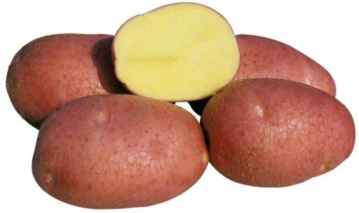 беллароза сорт картофеля отзывы