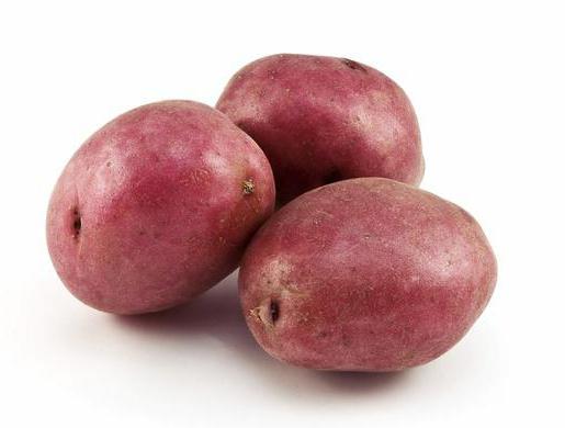 картофель сорт беллароза