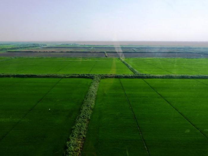 Выращивание риса в Краснодарском крае 