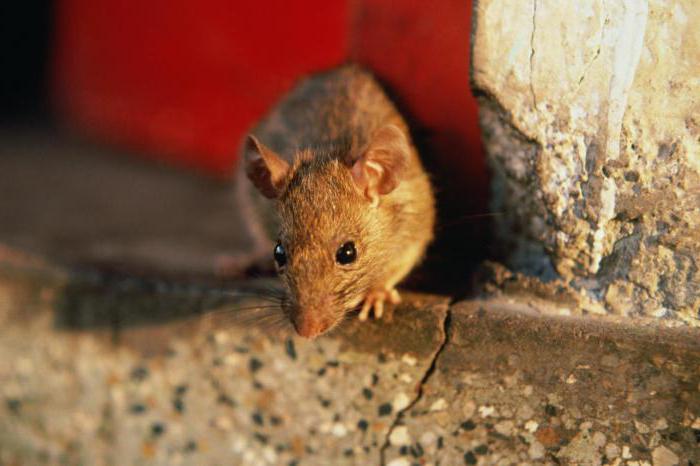 отпугиватель мышей