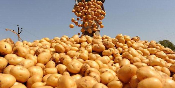 сорта картофеля в Белоруссии