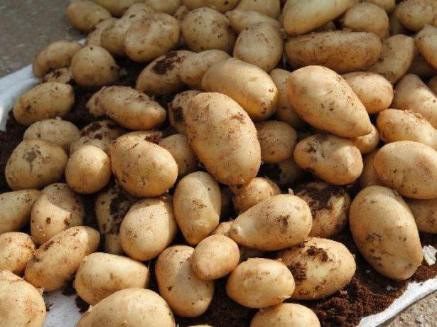 голландские сорта картофеля в Белоруссии