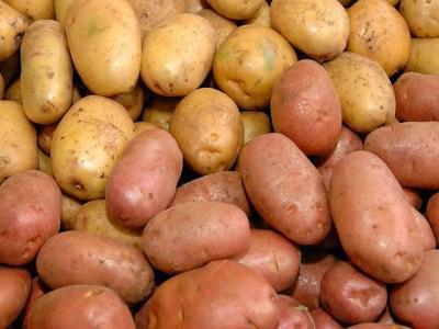 ранниие сорта картофеля в Белоруссии