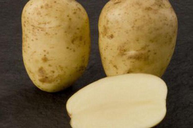 картофель суперранний сорта в Белоруссии