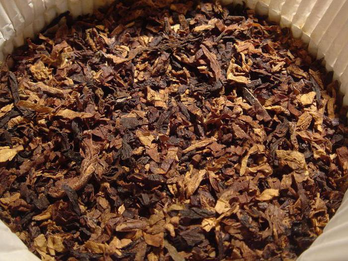 табак растение фото