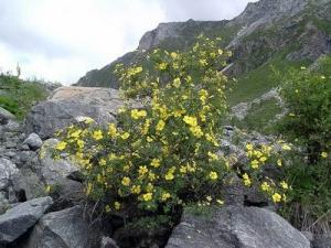 курильский чай