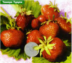 ягоды сорта земляники Чамора Туруси