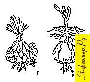 Формы луковиц и корни лилий