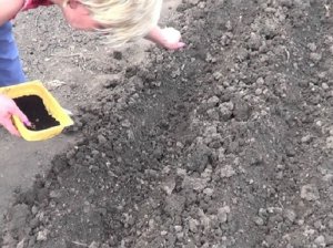 Почва для посева свеклы