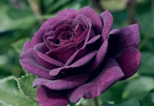 Сорт розы чайно-гибридной Блю Найл
