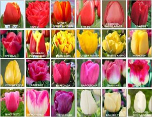 Популярные сорта тюльпанов