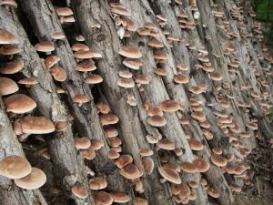 Выращивание грибов шиитаке на бревнах в домашних условиях